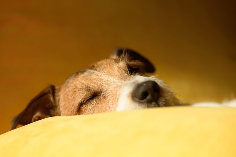 Relaxed dog enjoying a calm boarding stay