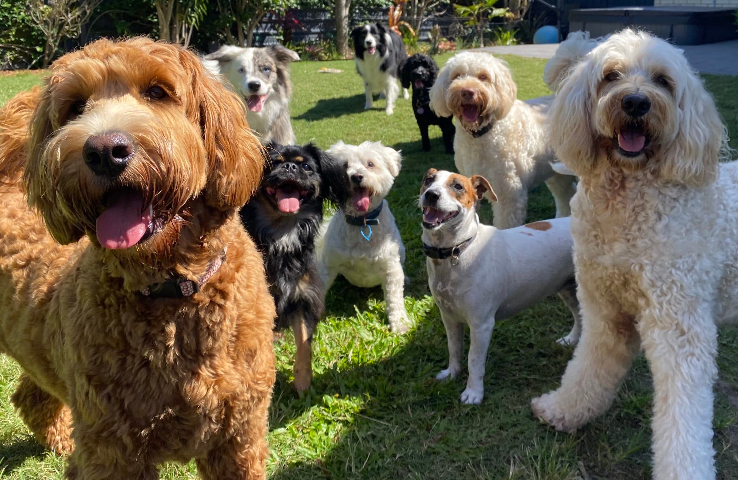 Dogs enjoying supervised play at daycare