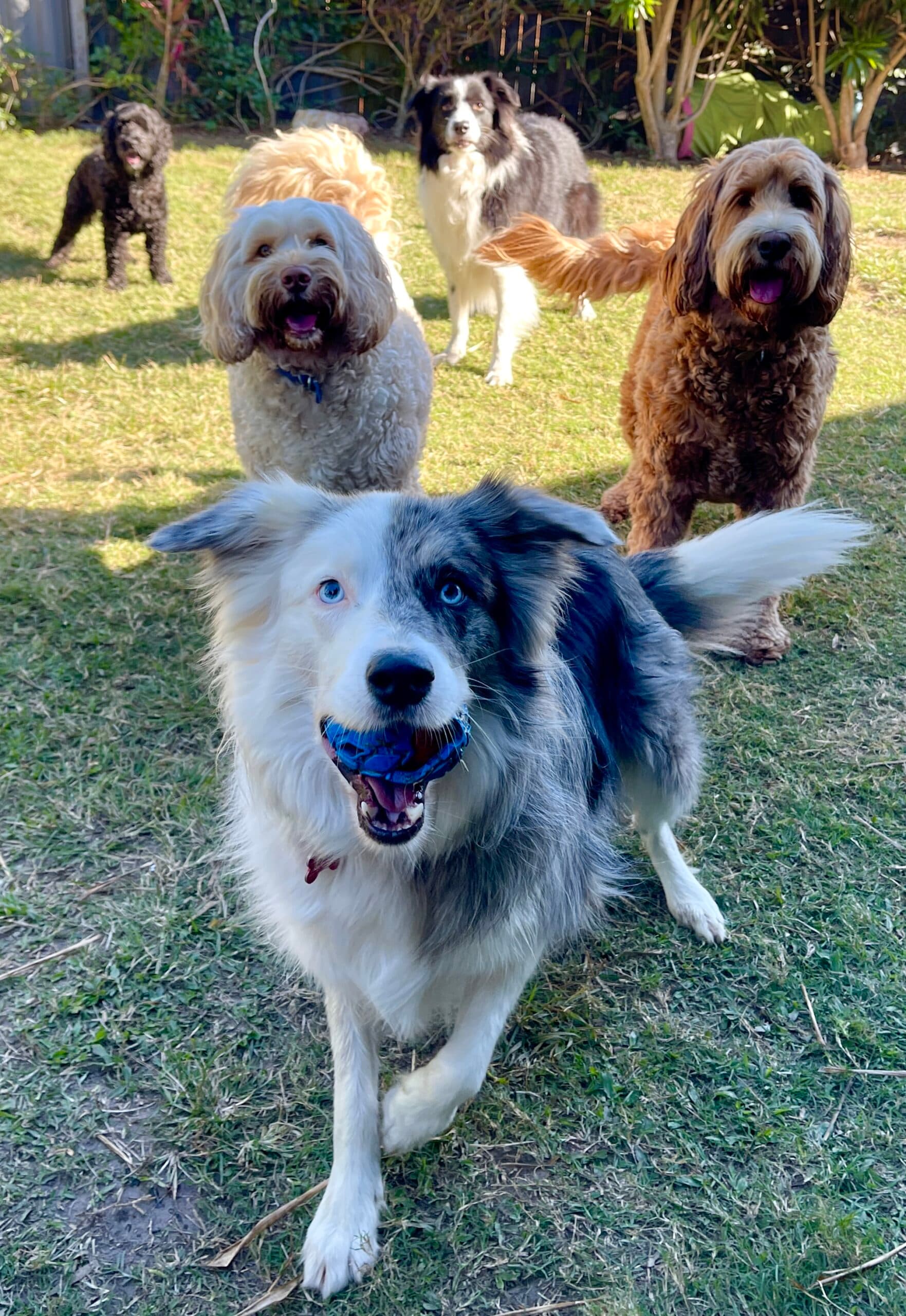 Dogs playing outdoors at Maui Dog Resort