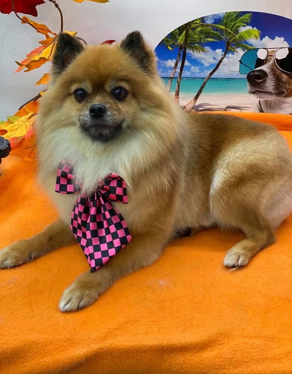 Freshly groomed dog at Maui Dog Resort Island Spa