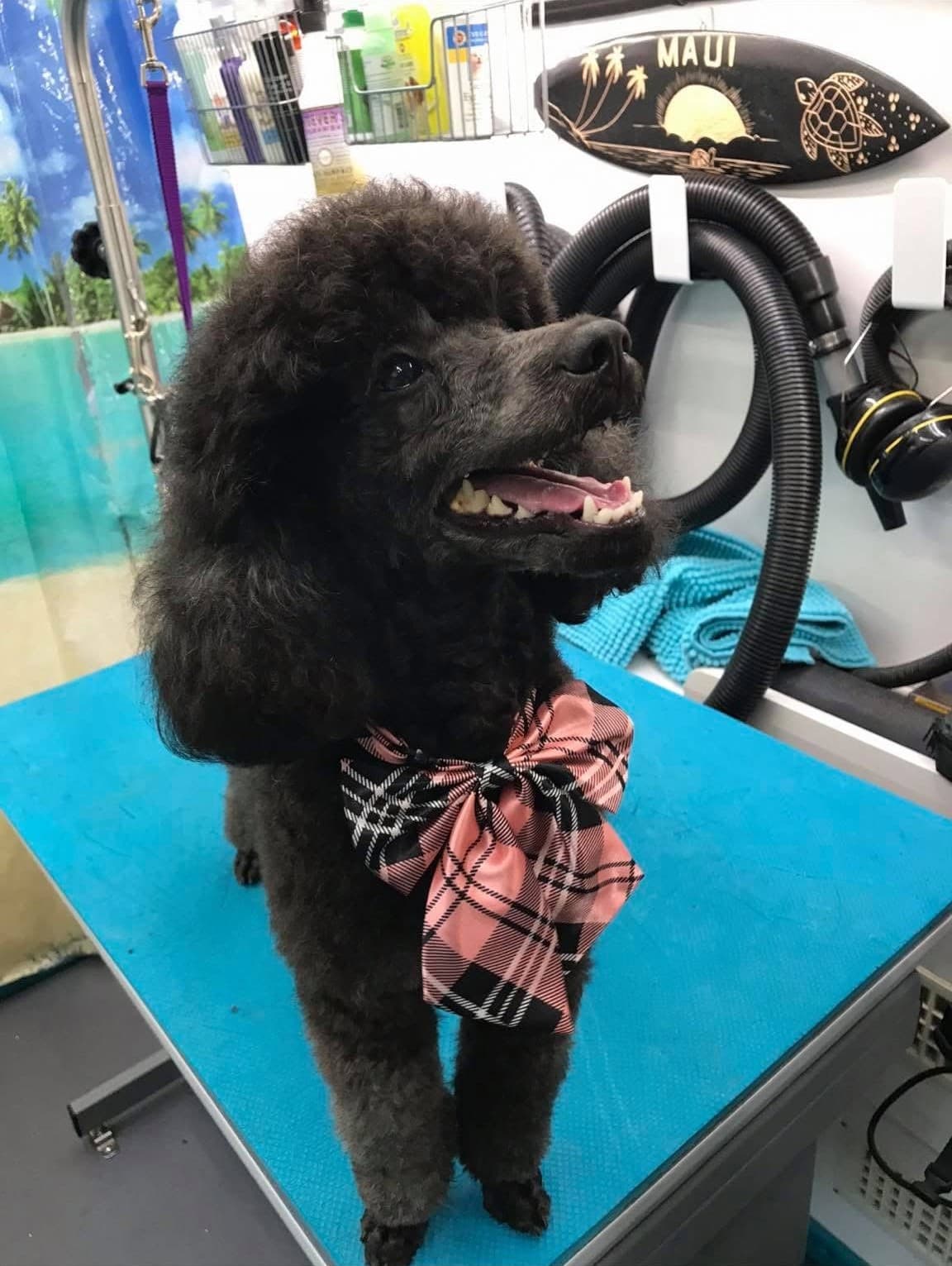 Dog enjoying a spa-quality grooming session