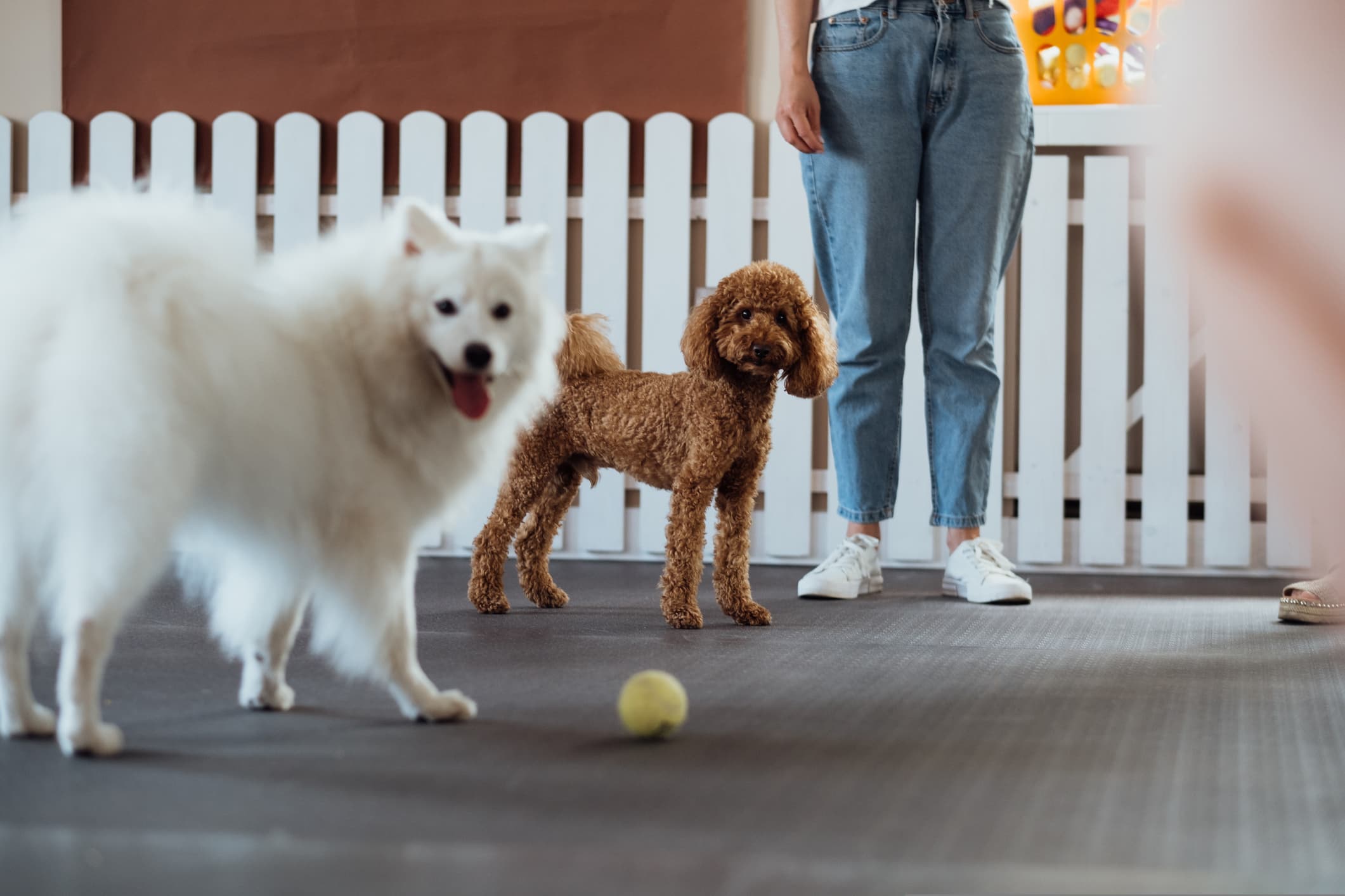 Healthy happy dog ready for resort care